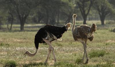 Destaques do Safari na Tanzânia 5D/4N (Tarangire, Serengeti e Ngorongoro) — 5