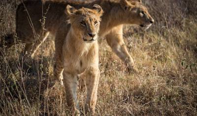 Safari Lagos e Montanhas 10D/9N (Masai Mara, Lago Nakuru e Baringo, Samburu, Amboseli) — 2