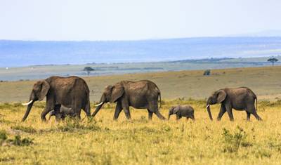 Safari Lagos e Montanhas 10D/9N (Masai Mara, Lago Nakuru e Baringo, Samburu, Amboseli) — 3