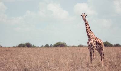 Safari Lagos e Montanhas 10D/9N (Masai Mara, Lago Nakuru e Baringo, Samburu, Amboseli) — 5