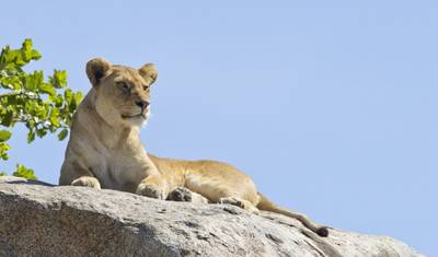 Destaques do Safári na Tanzânia 6 Dias/5 Noites (Tarangire, Serengeti e Ngorongoro) — 4