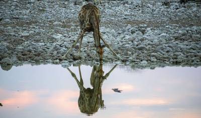 Destaques do Safári na Tanzânia 6 Dias/5 Noites (Tarangire, Serengeti e Ngorongoro) — 2