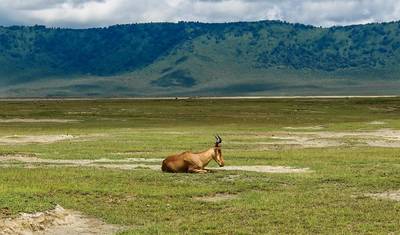 Destaques do Safári na Tanzânia 6 Dias/5 Noites (Tarangire, Serengeti e Ngorongoro) — 5
