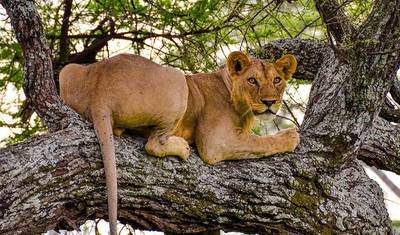 Destaques do Safári na Tanzânia 6 Dias/5 Noites (Tarangire, Serengeti e Ngorongoro) — 3