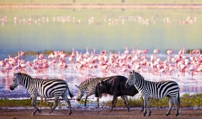 Destaques do Safári na Tanzânia 6 Dias/5 Noites (Tarangire, Serengeti e Ngorongoro) — 5