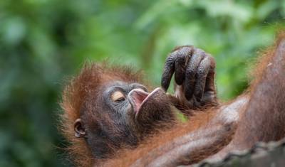 Experiência com Orangotangos em Sandakan 4D/3N — 2