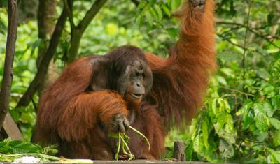 Experiência com Orangotangos em Sandakan 4D/3N — 5