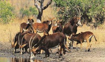 23 dias: Kruger, Victoria Falls & Zanzibar (Acampamento) — 5