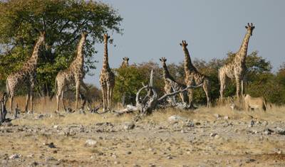 Namibia: Wodospady Wiktorii do Windhoek — 3