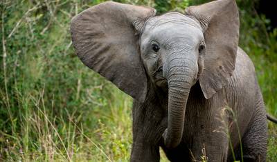 Szlak Safari po Zimbabwe i Botswanie — 3