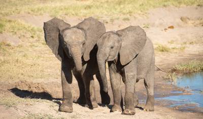 Szlak Safari po Zimbabwe i Botswanie — 2