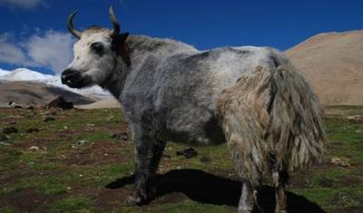 Excursão de 08 dias de Lhasa ao Acampamento Base do Everest e viagem de carro para Kathmandu via Kerung — 4