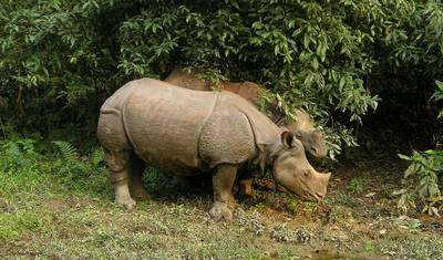 03 dias Safari na Selva de Chitwan — 5