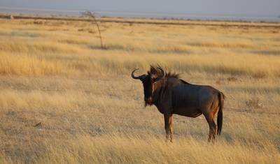 15 Day Dunes , Wildlife and Surfing Adventure — 5