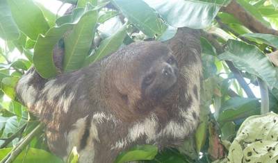 Aventura na Selva Amazônica de Iquitos 4D/3N — 4