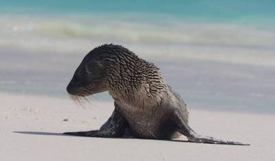 Encontros em Galápagos - 7 dias — 2