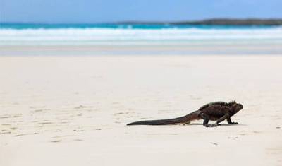 Encontros em Galápagos - 7 dias — 3
