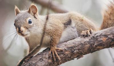 Grandiosas Montanhas Rochosas Canadenses — 4