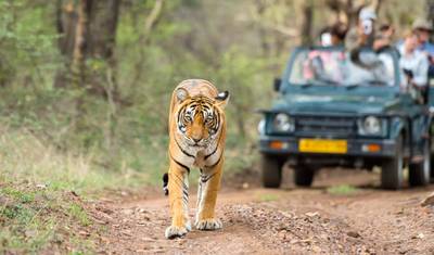 Excursão Triângulo Dourado com Ranthambore — 5