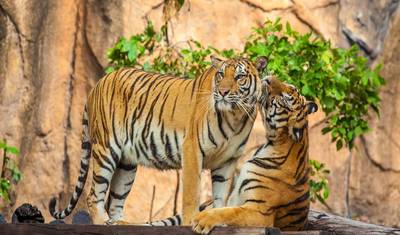 Excursão Triângulo Dourado com Ranthambore — 2