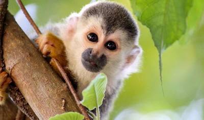 Macacos, Selvas e Vulcões — 5