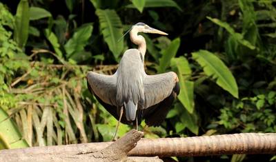 Przygoda z naturą w Kostaryce (Plaża Guanacaste, Zakończenie w Liberii) — 5