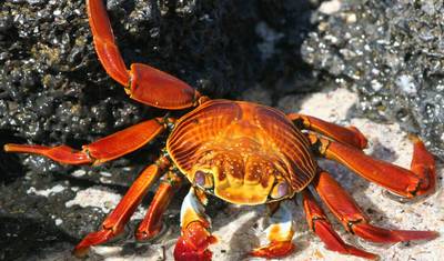 Galapagos Experience — 3