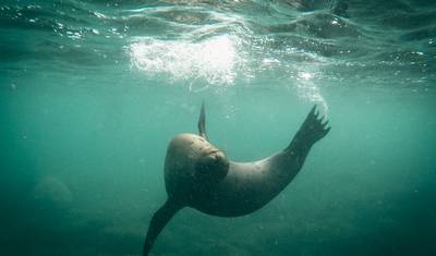 Galapagos Experience — 2