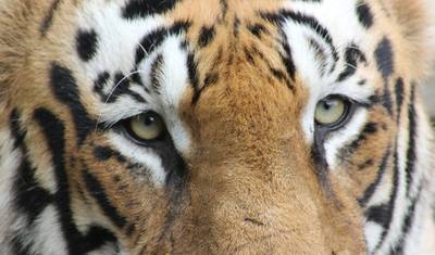 Ícones da Índia: O Taj, Tigres e Além — 4