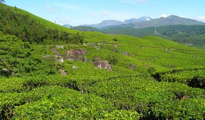 Munnar Plantação de Chá - 4 dias — 2