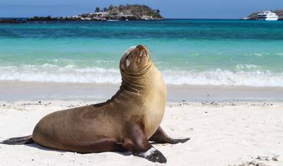 Galápagos — Ilhas do Norte, Oeste e Centro a bordo do Yolita — 2