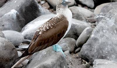 Galápagos — Ilhas do Norte, Oeste e Centro a bordo do Yolita — 4