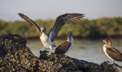 Galápagos — Wyspy Centralne, Południowe i Wschodnie na pokładzie Yolity — 3