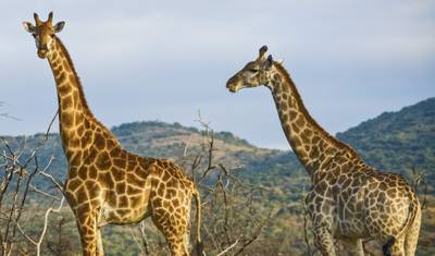 Journeys: Kenya Safari Experience National Geographic — 4