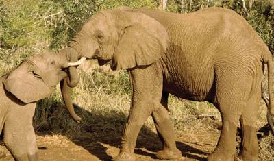 Journeys: Kenya Safari Experience National Geographic — 3