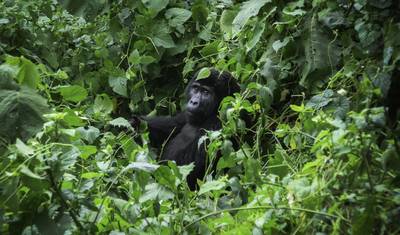 Ruanda e Uganda: Descoberta de Gorilas National Geographic — 2