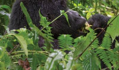 Ruanda e Uganda: Descoberta de Gorilas National Geographic — 3