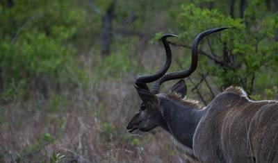 Jornadas: Explore o Parque Nacional Kruger com a National Geographic — 3