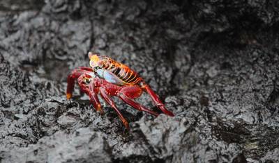 Galapagos Multisport — 5