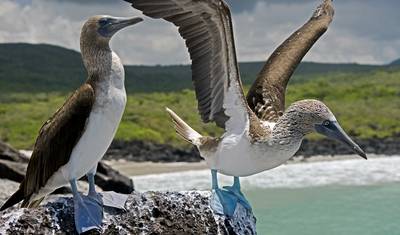 O Melhor de Galápagos — 4