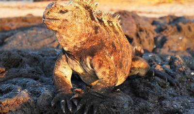 O Melhor de Galápagos — 3