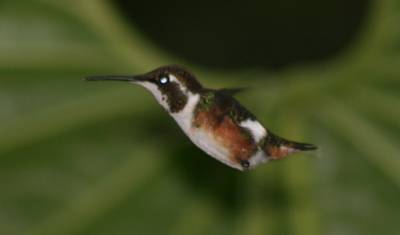 غابة ميندو السحابية — 5