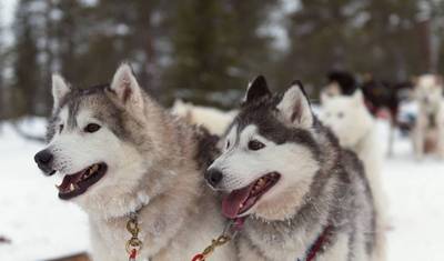 Levi Lapland Explorer - 6 Dni — 3