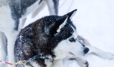 Lapônia e o Círculo Polar Ártico - 5 Dias — 2