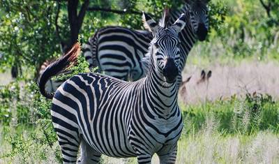من Stone Town إلى Vic Falls — 5