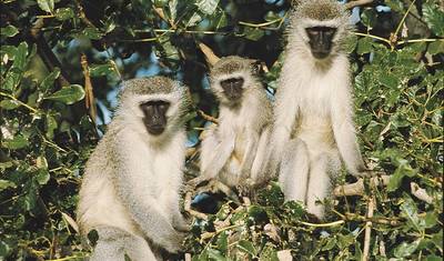 Safari de 4 dias no Kruger (Acampamento) — 2