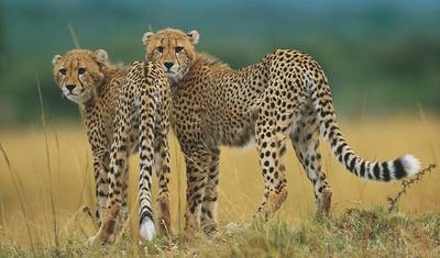 Safari de 4 dias no Kruger (Acampamento) — 4