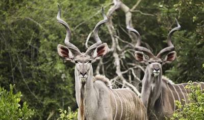 7 dias: Cataratas Vitória a Kruger (Com Alojamento) — 2