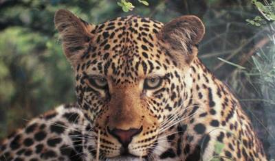 7 dias: Cataratas Vitória a Kruger (Com Alojamento) — 4