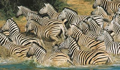 21 dias: Serengeti às Cataratas Vitória (Acampamento) — 2